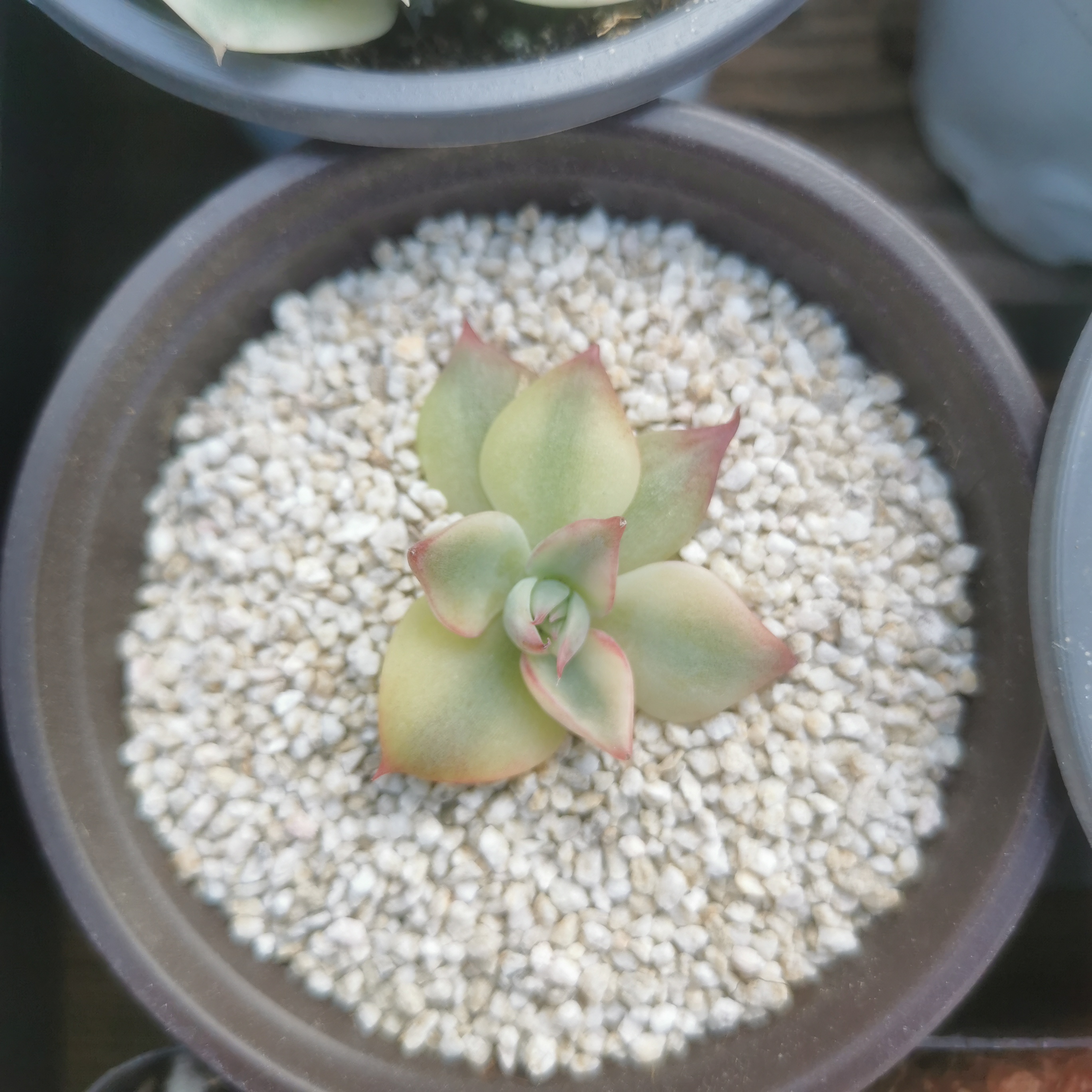 惊鸿仙子锦多肉植物无根