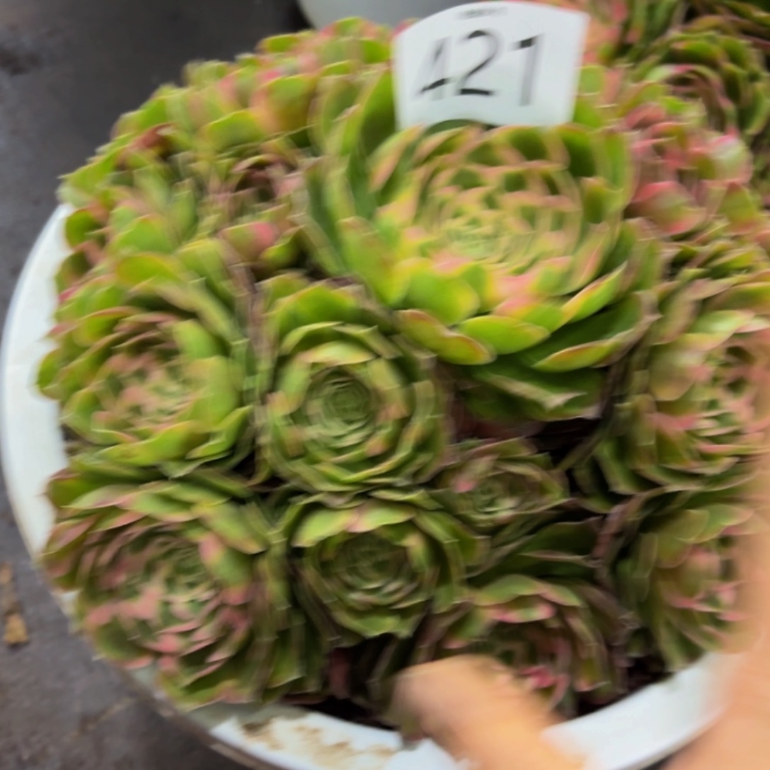 墨***汐哈哈多肉植物福利421