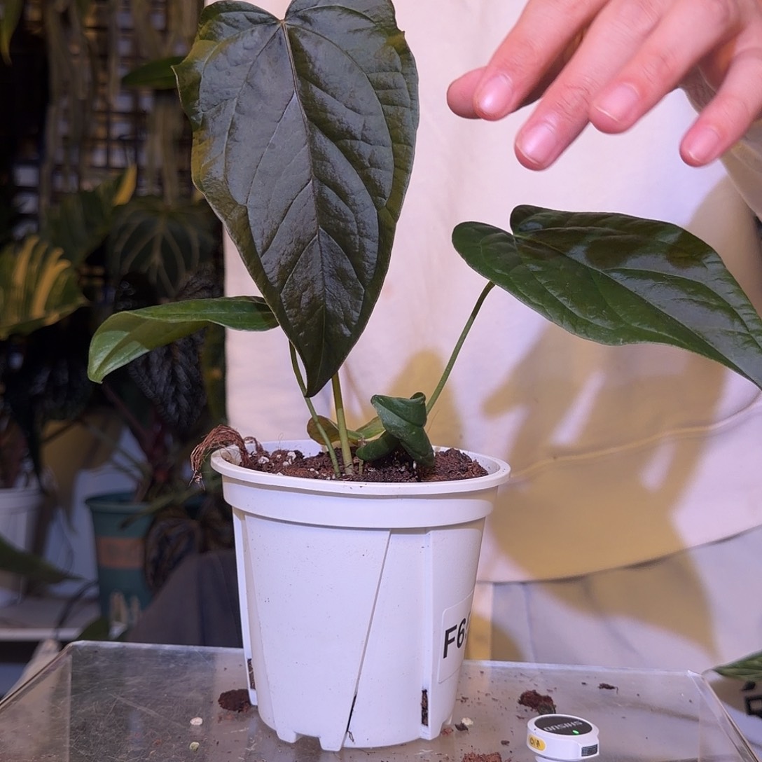 完全开放F826女王之星