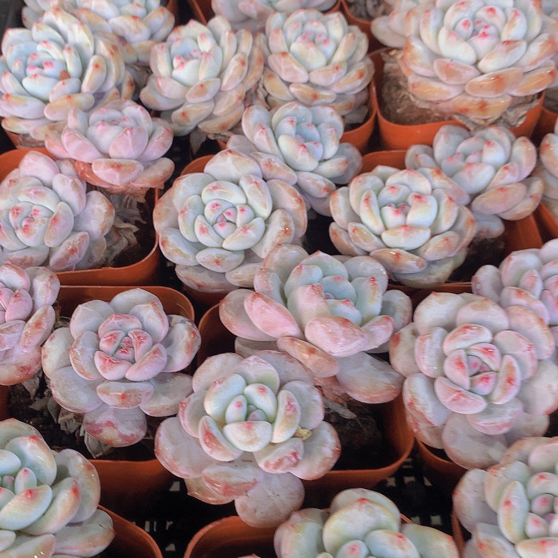 两颗石榴籽4567788999900