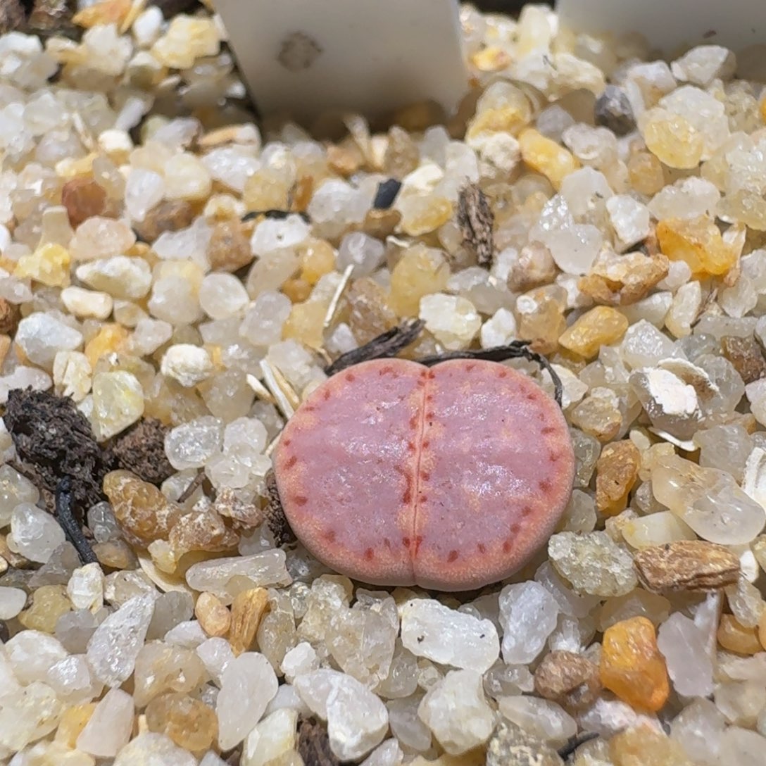 Ssss精品生石花120粉171