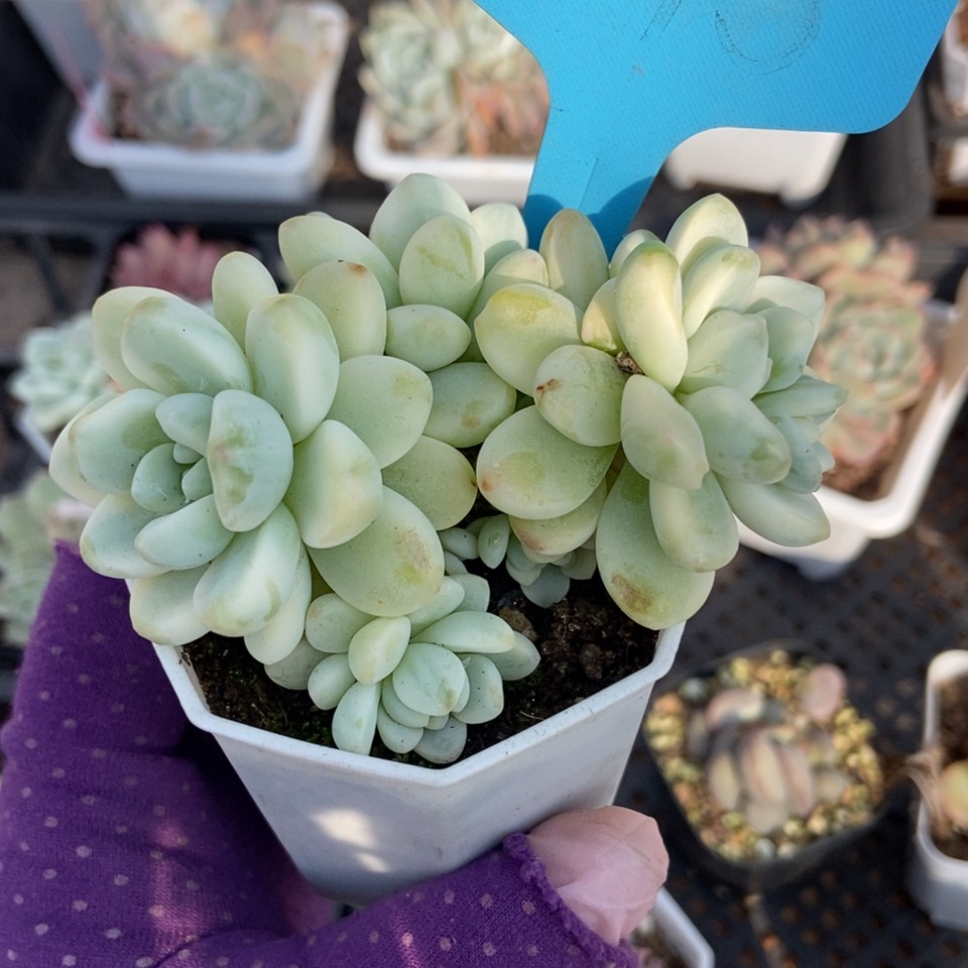 1795劳尔锦多肉植物保护