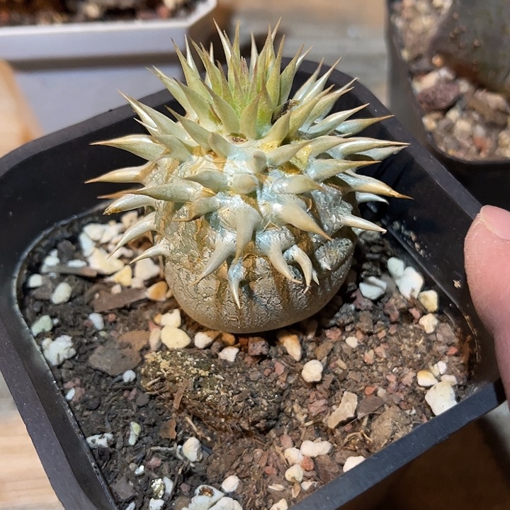 满38包邮2天凑单，脱土晾根发货多肉植物