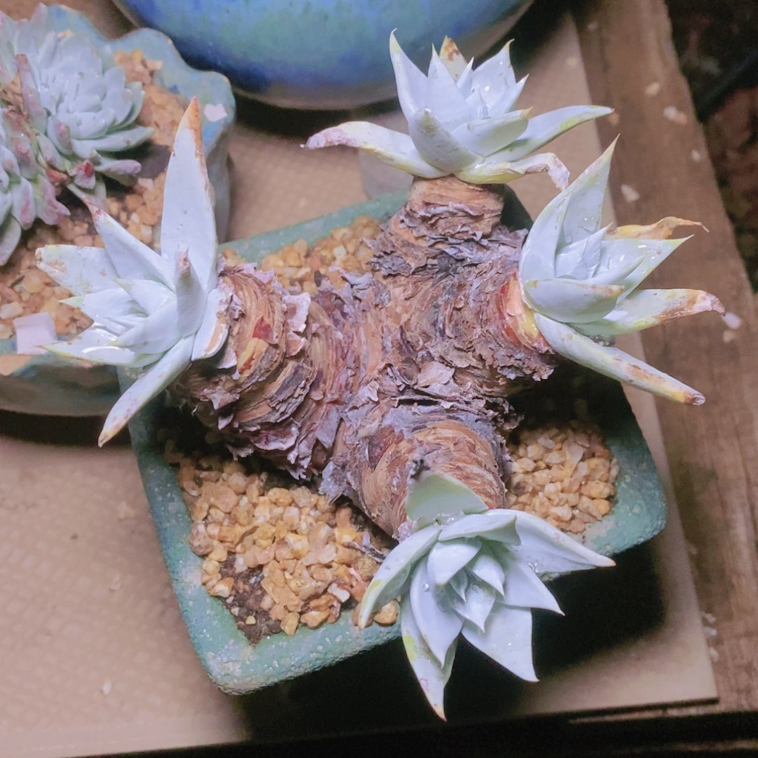 【闪购商品】哈哈哈流丹雪山多肉2317