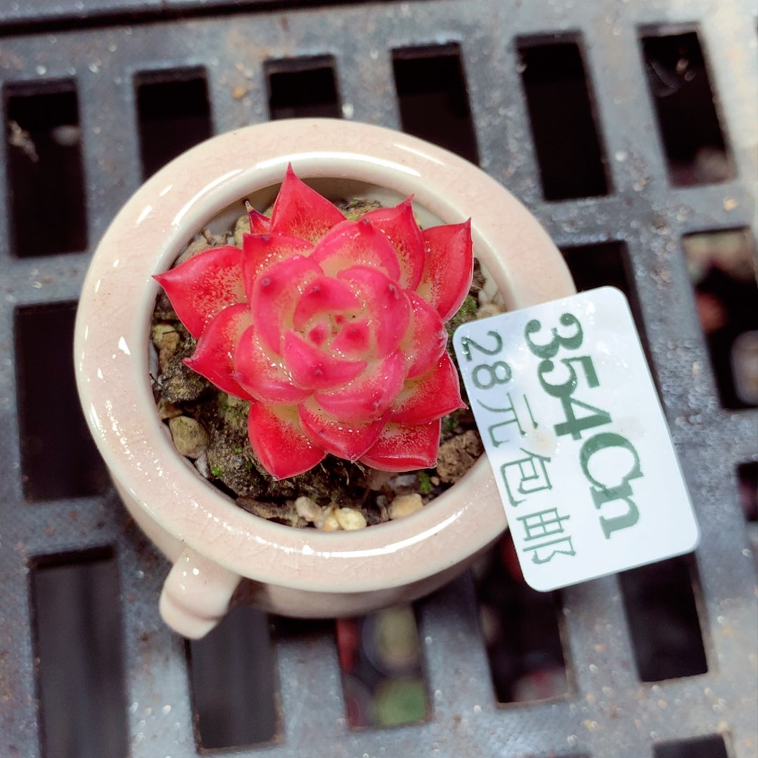 5厘米盆精控多肉354