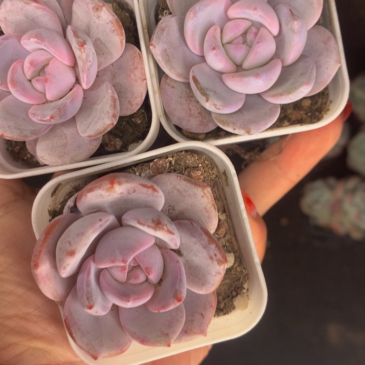 韩版 奶茶 （满9.99包邮不满9.99发叶子）