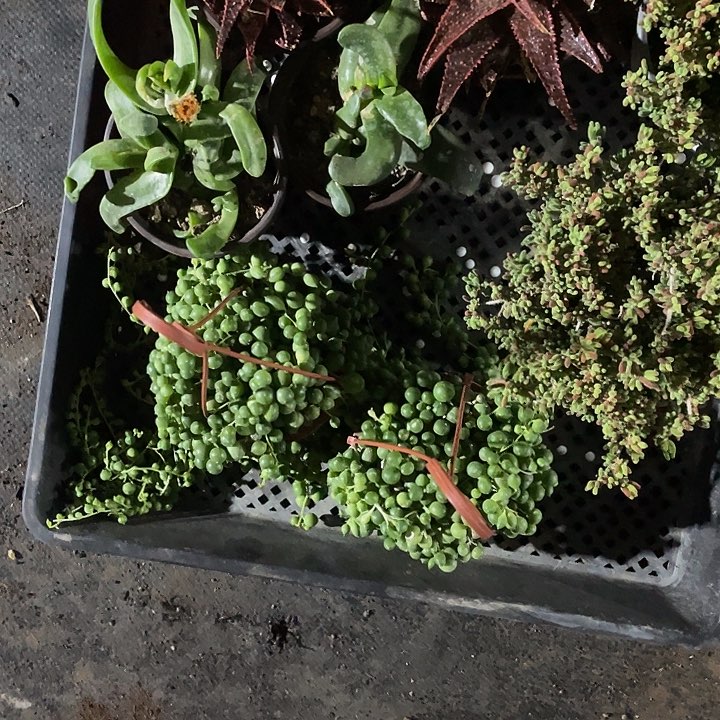 梅****)定向梅花婷包邮1757