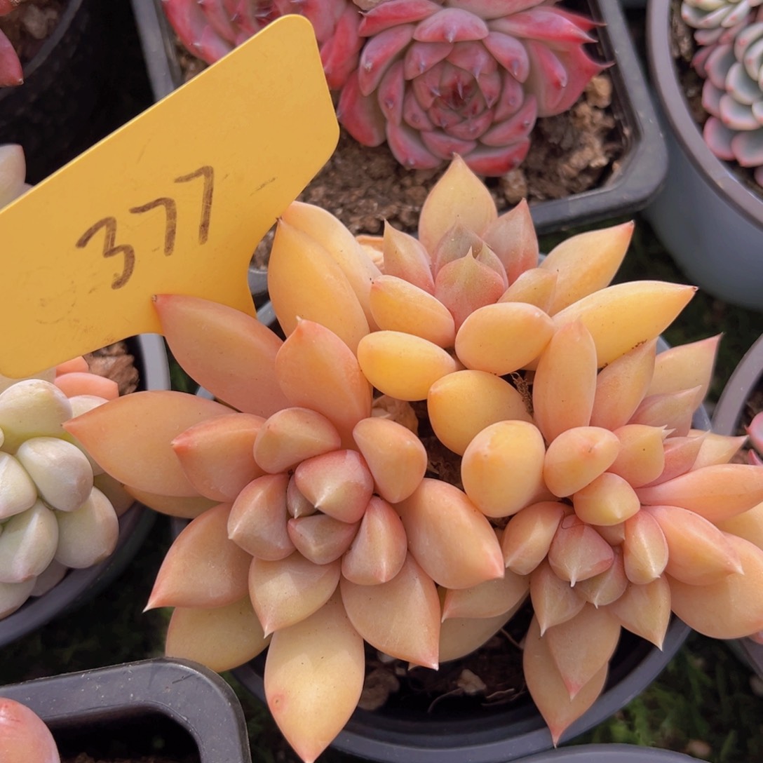 香玉的故事是一个人的故事