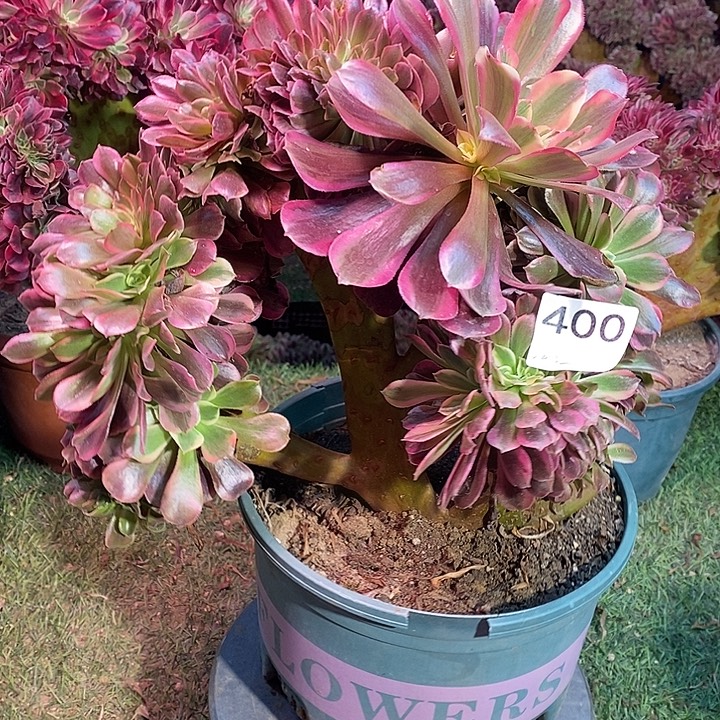 腾***妹美杜莎法师锦缀化有伤400