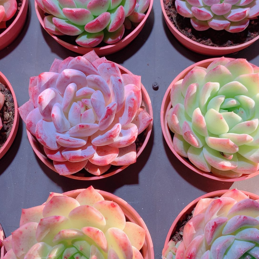 15-量拍品质保证多肉带盆9颗全单头