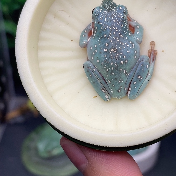 老爷树蛙9号海蓝暴雪