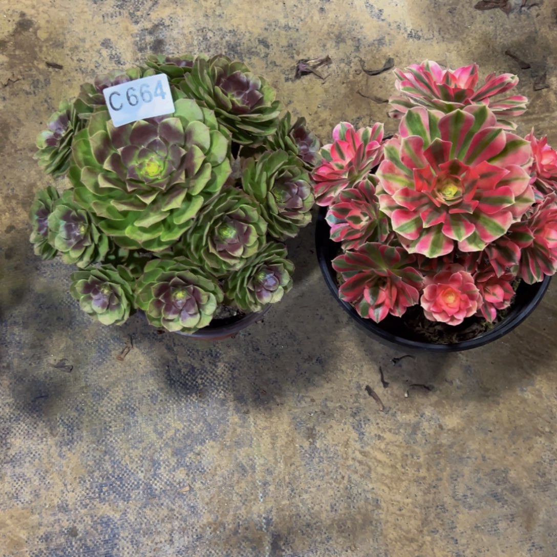 落***定无花朵万圣节粉女巫664