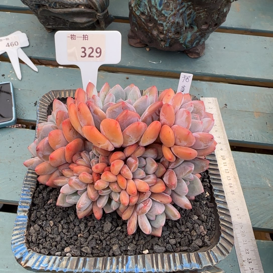 ****鱼解忧一物一拍329号