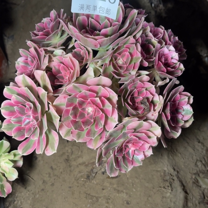 1020女巫的的的多肉