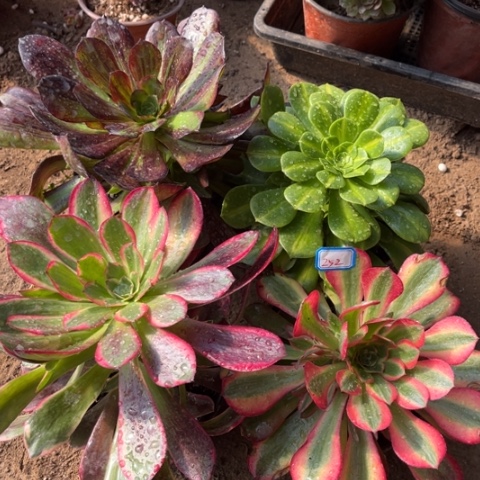 252多肉植物组合