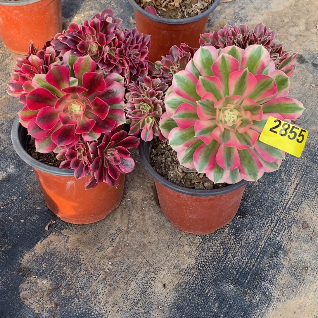 粉女巫缀两颗多肉法师2855