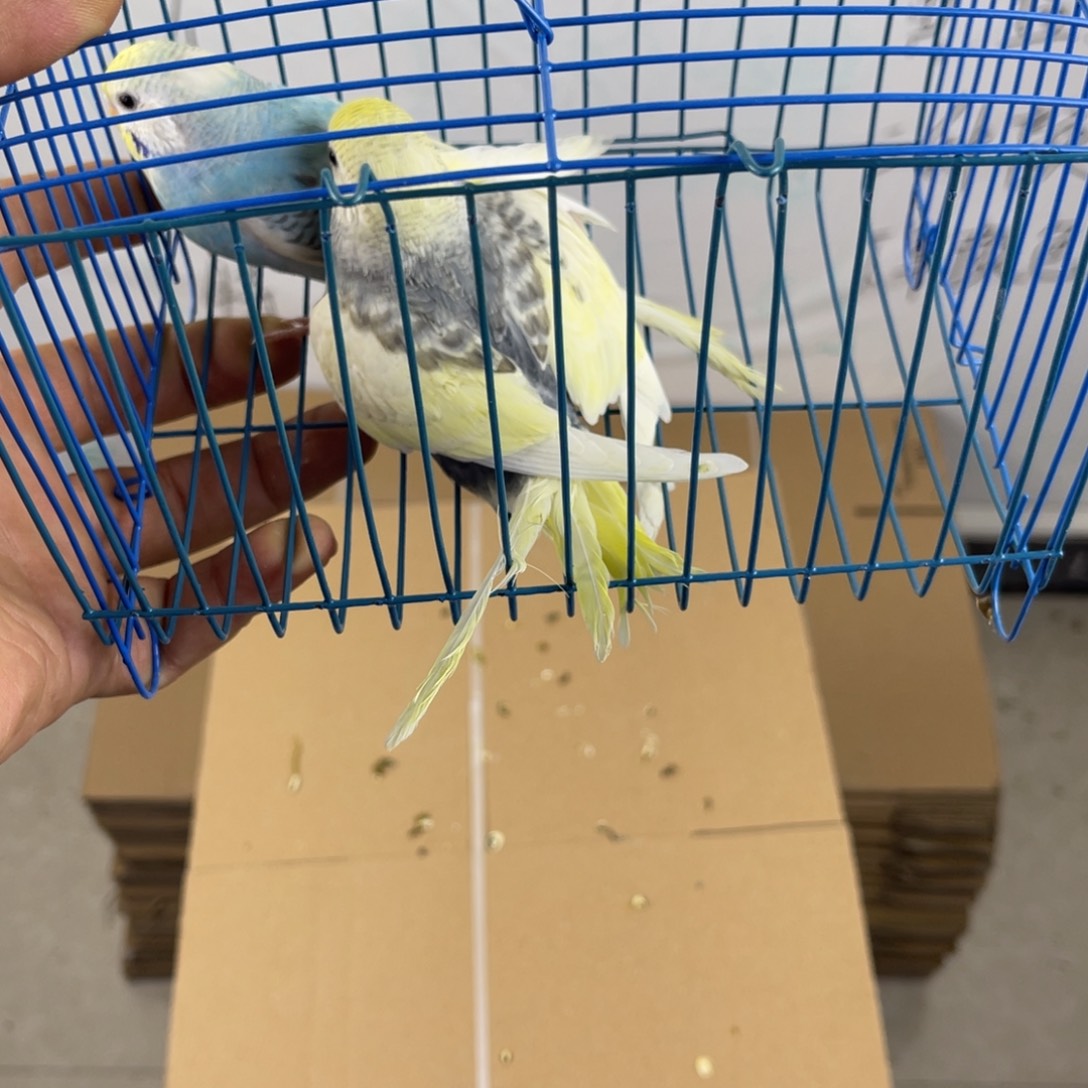 虎皮鹦鹉一对虎皮 不退不换