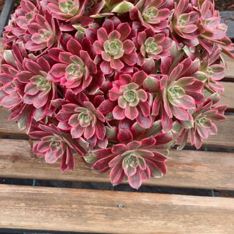 多肉植物浣纱锦。