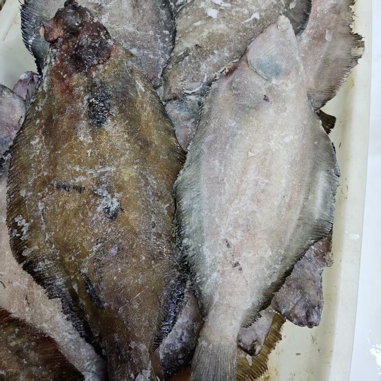 【油鲽鱼】深海鲽鱼肉质鲜美  价格实惠 营养健康