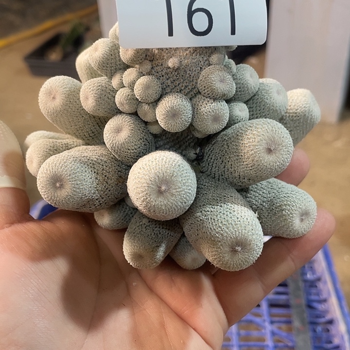 完全开放161小人帽群生仙人球