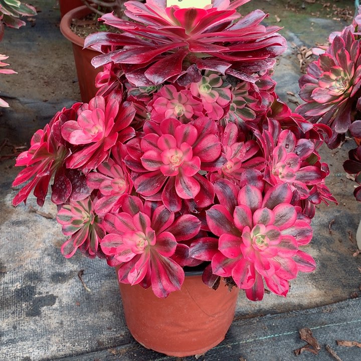 32美杜莎多肉111111