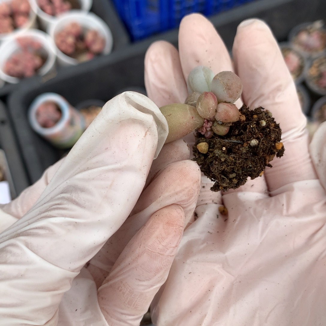 143 米可奶酪多头的