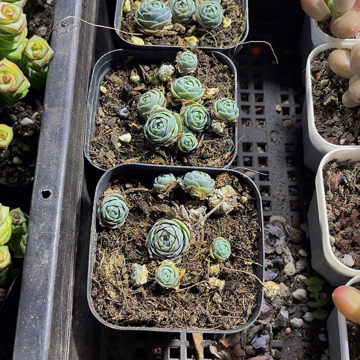 子持莲花带哦土发