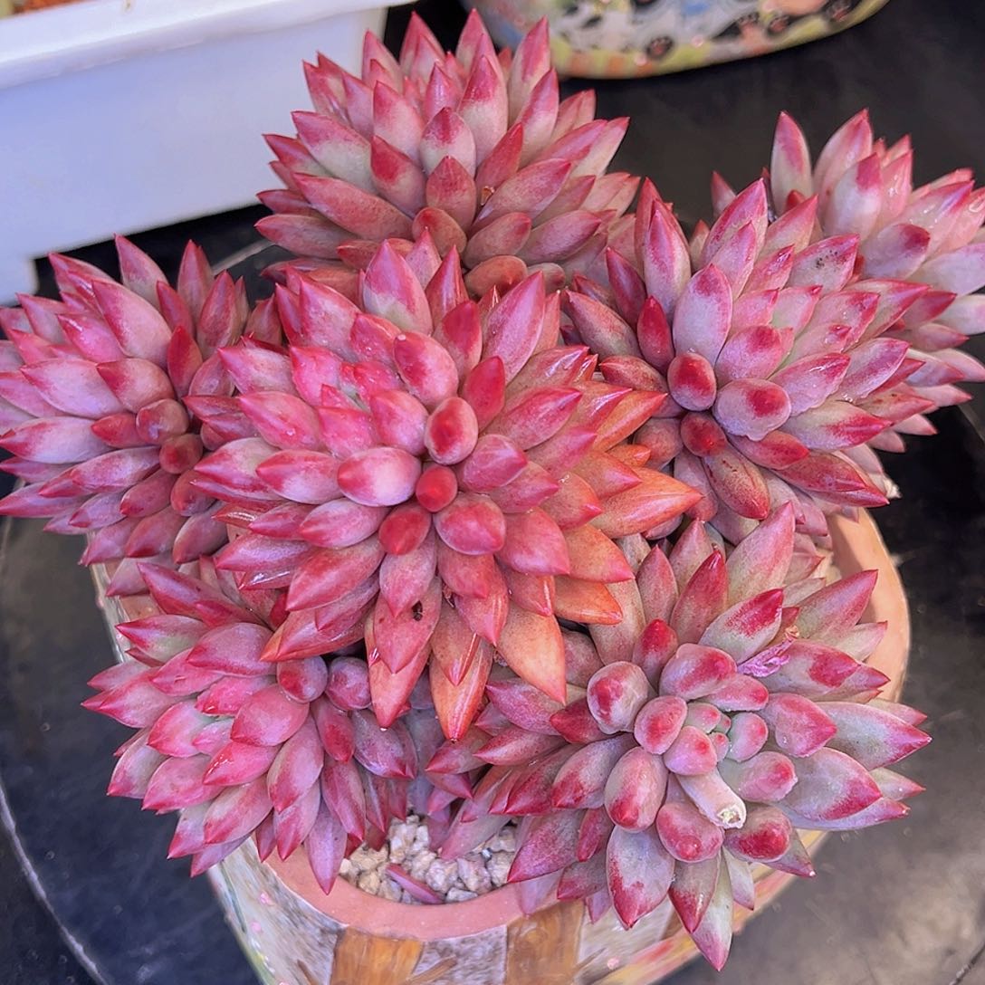 558885666885586658虞