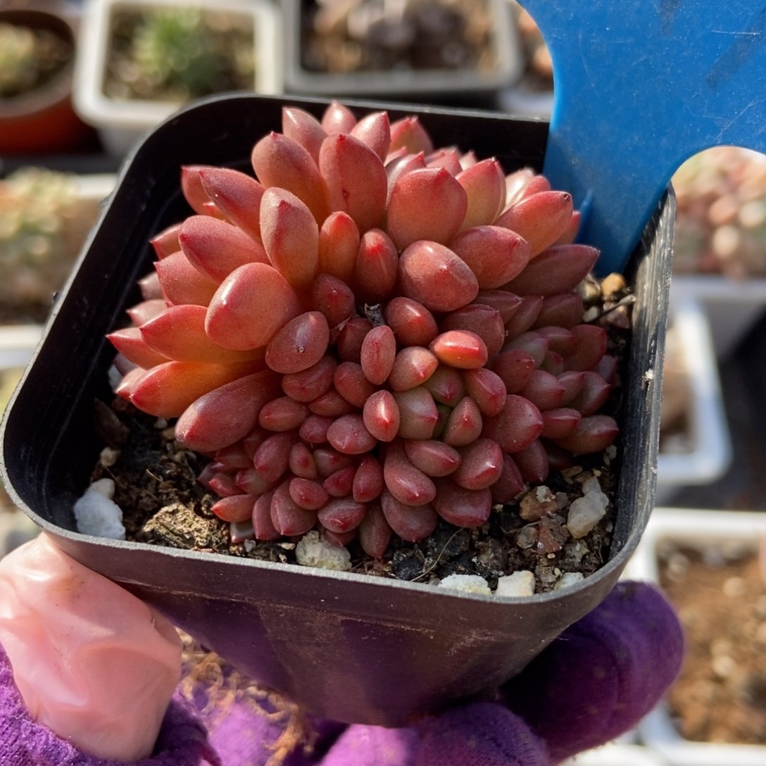 1019红宝石多肉植物保护