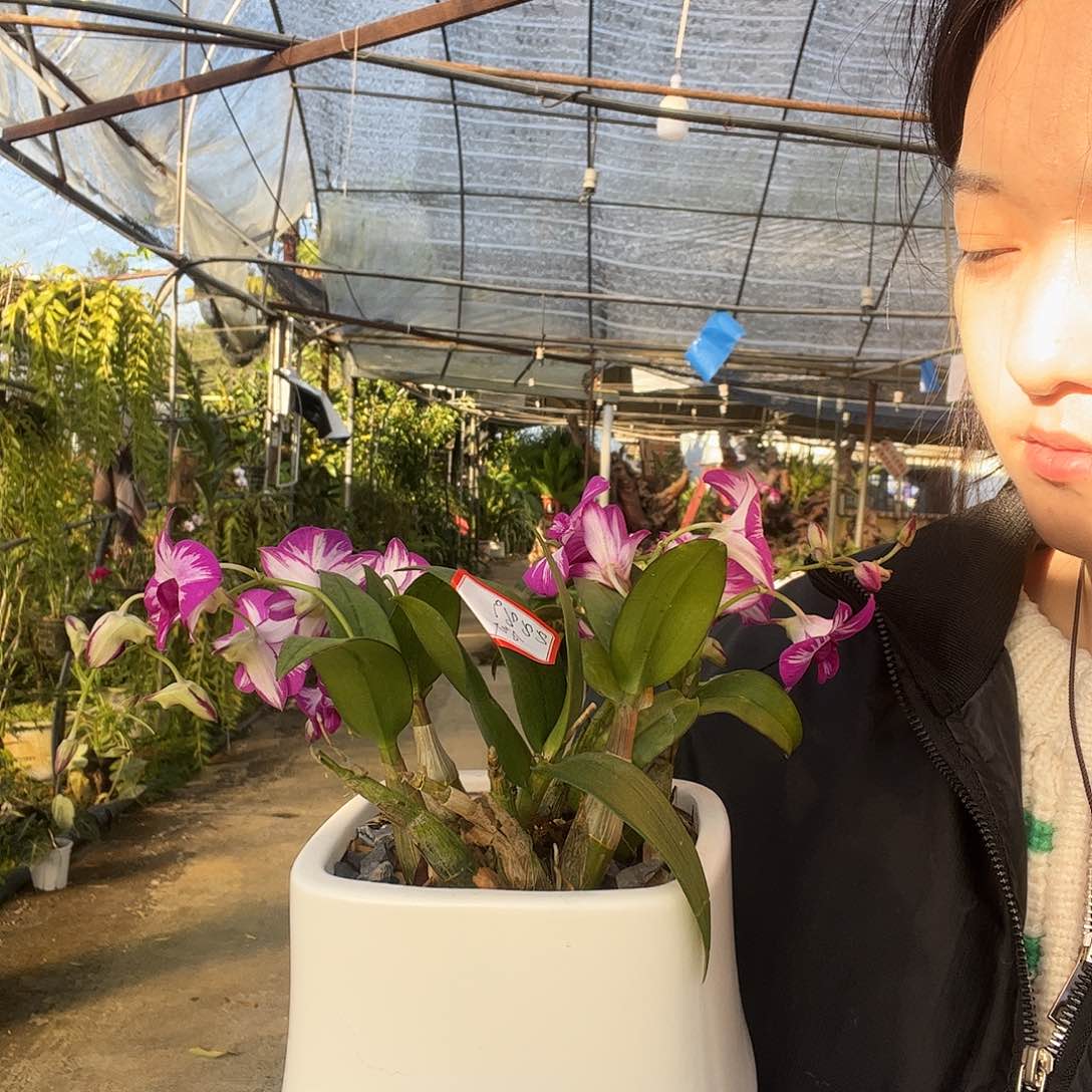 当前无花朵，栽培后可花朵8889