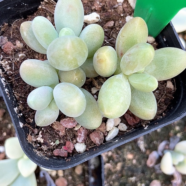 多肉植物糖果美人量拍910