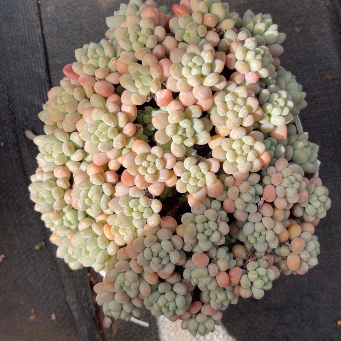 云尘多肉一物一拍不包整1590