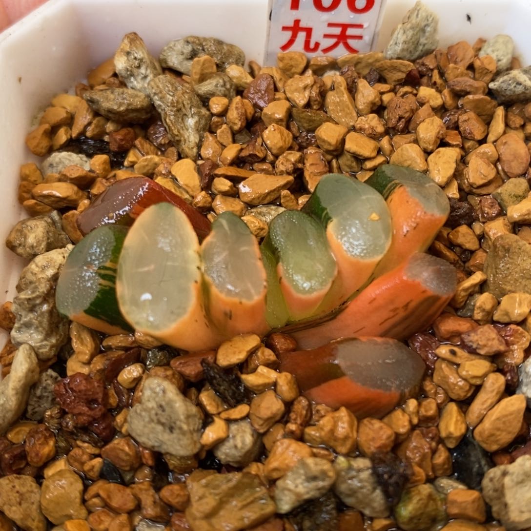 106号透镜万象锦带盆一半糊斑