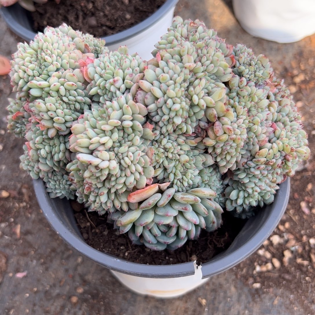 多肉白胖子缀化【非偏远地区满18包邮】