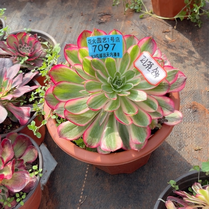 孔雀翎7097多肉植物