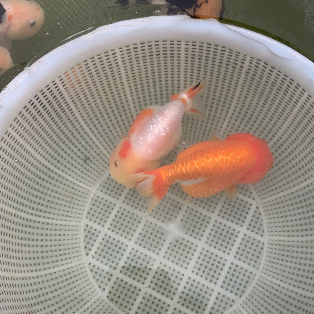 金鱼一对兰寿金鱼