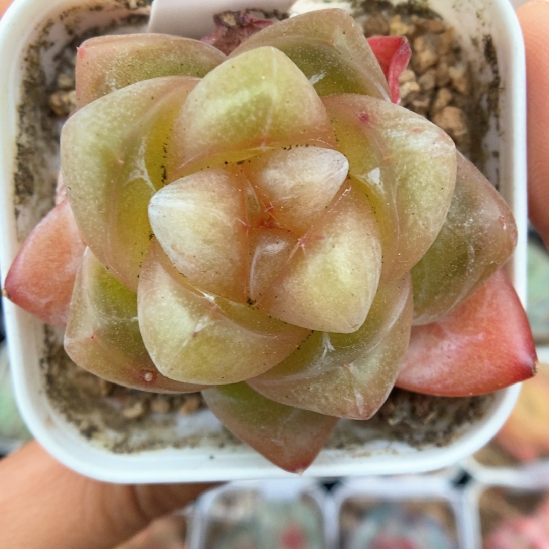 玉簪可拍546号。