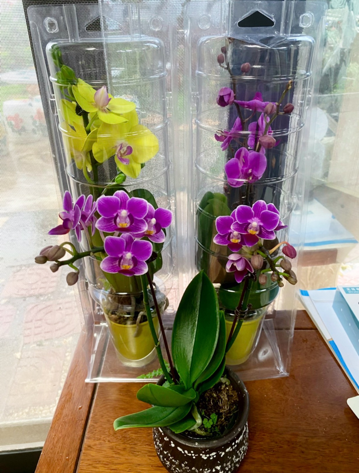 多色蝴蝶兰室内客厅茶桌办公室盆栽四季开花好看好养活花季长