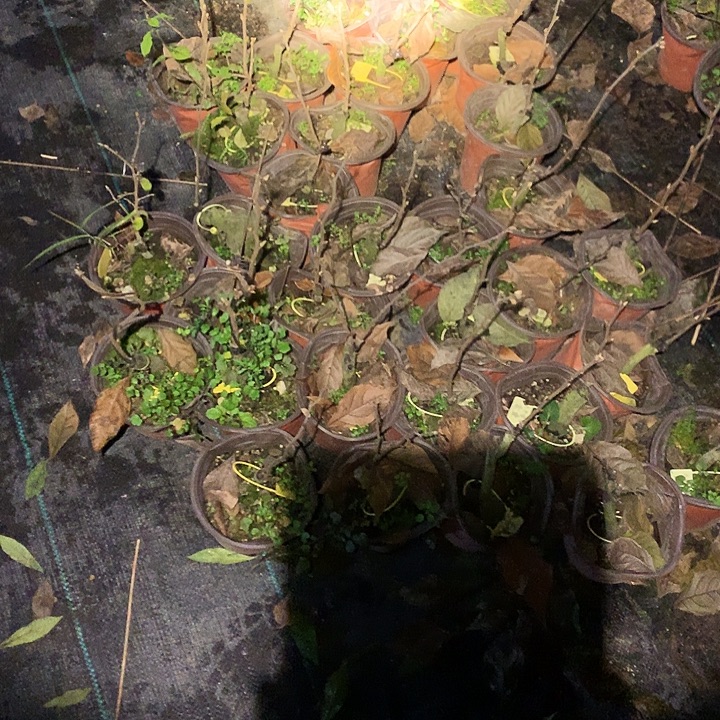 无花朵金瞳嫁接苗19.9