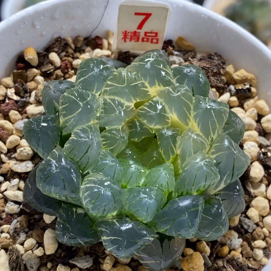 7号湖水一半糊斑锦