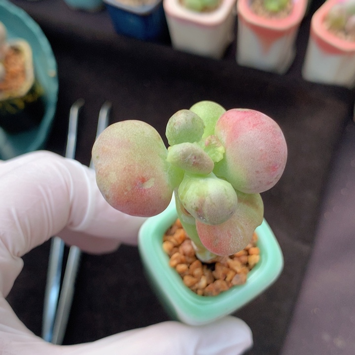 老油煎丸子 基因很好 颜色多彩 粗杆