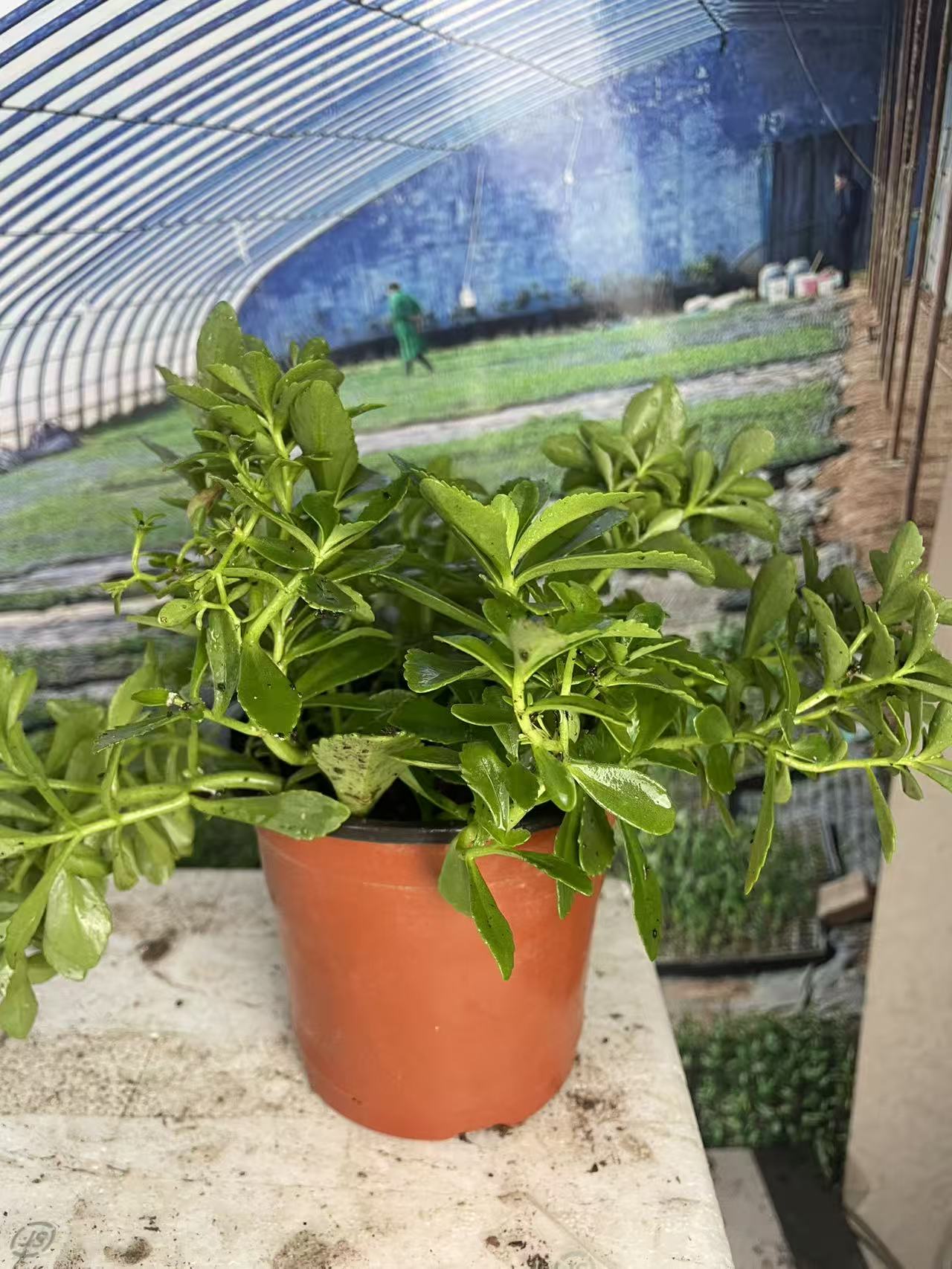 菜用田七秧苗食用穿心莲秧苗三七盆栽养心菜凉拌蔬菜苗菜秧苗
