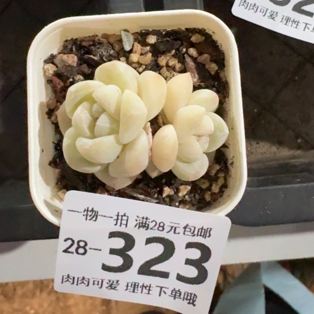 冰玉无盆土发货无