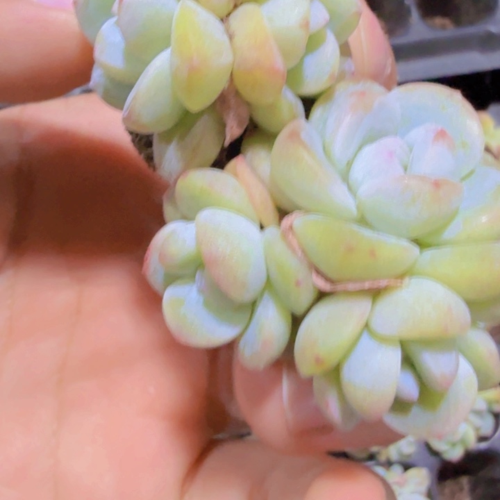 奶油冰玉群五颗一组