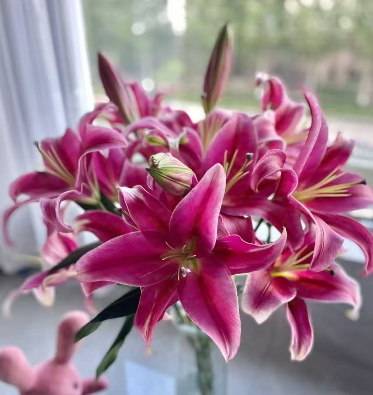 【2头洪福-香水百合】云南基地直发 单瓣花卉 鲜花 水培 送保鲜剂