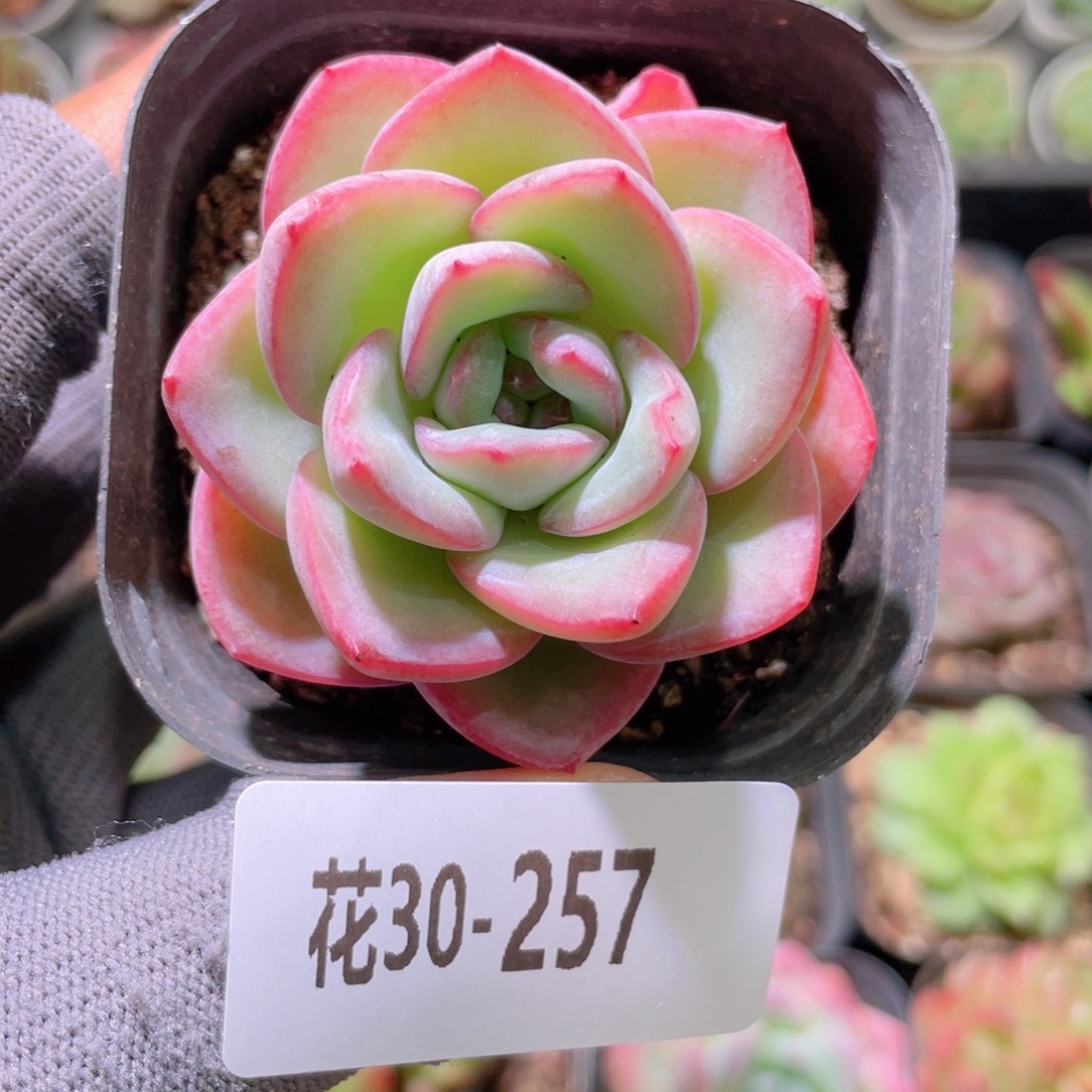 花利美30-257草莓泡芙