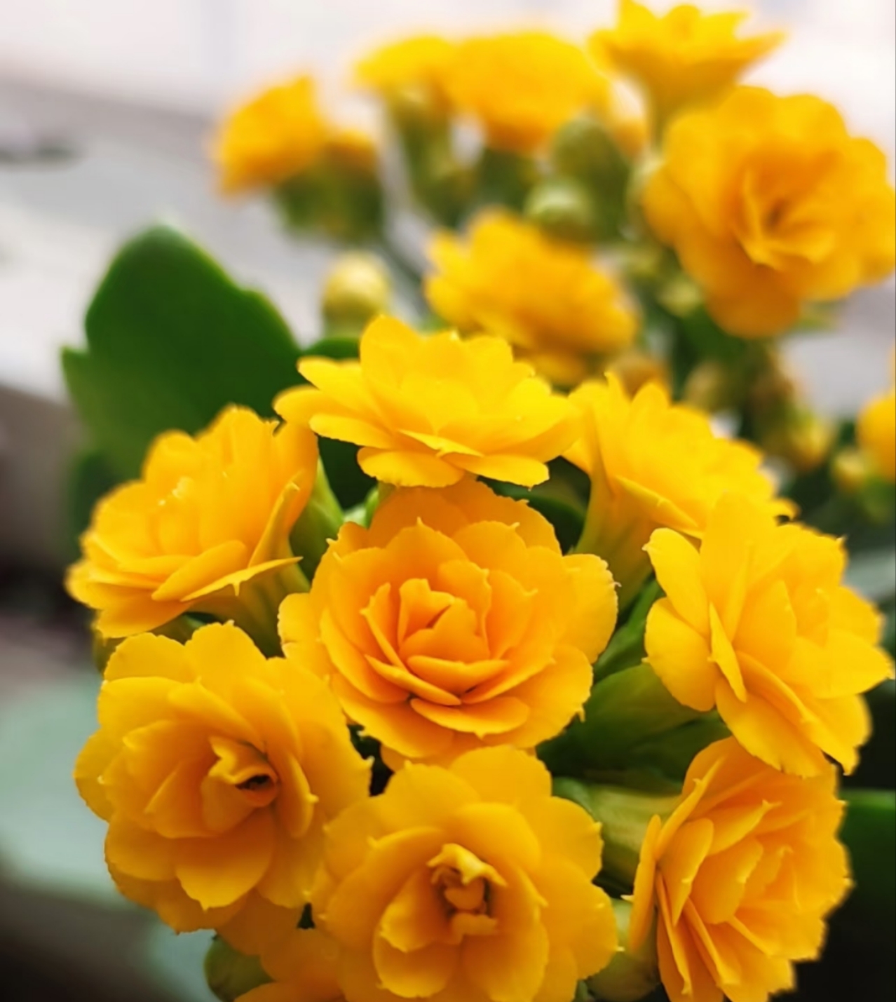 小黄金，80有黄叶处理苗无售后