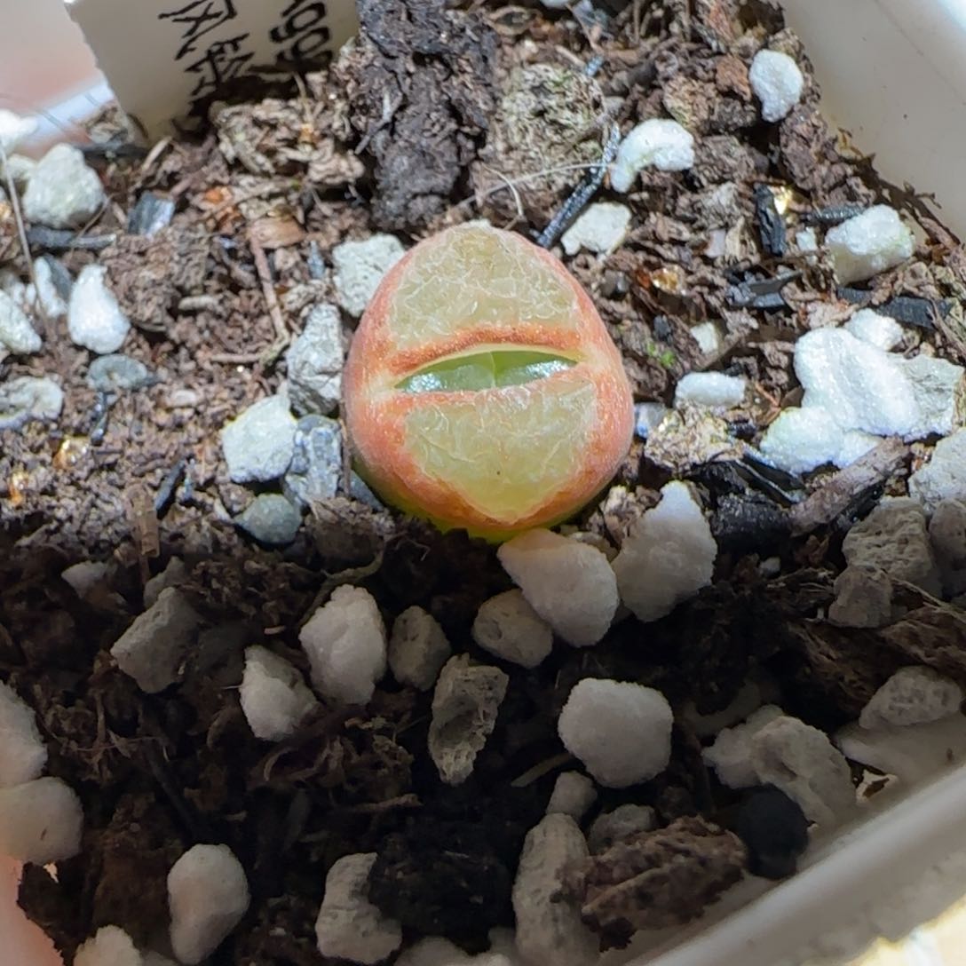 肉锥多肉植物百科-1797.7风铃681