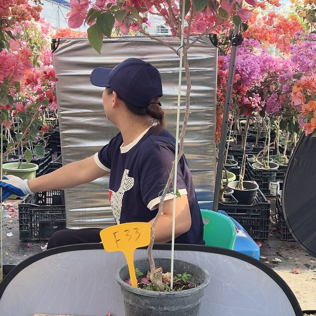 花***夏大部分花苞少量开放F33不甜