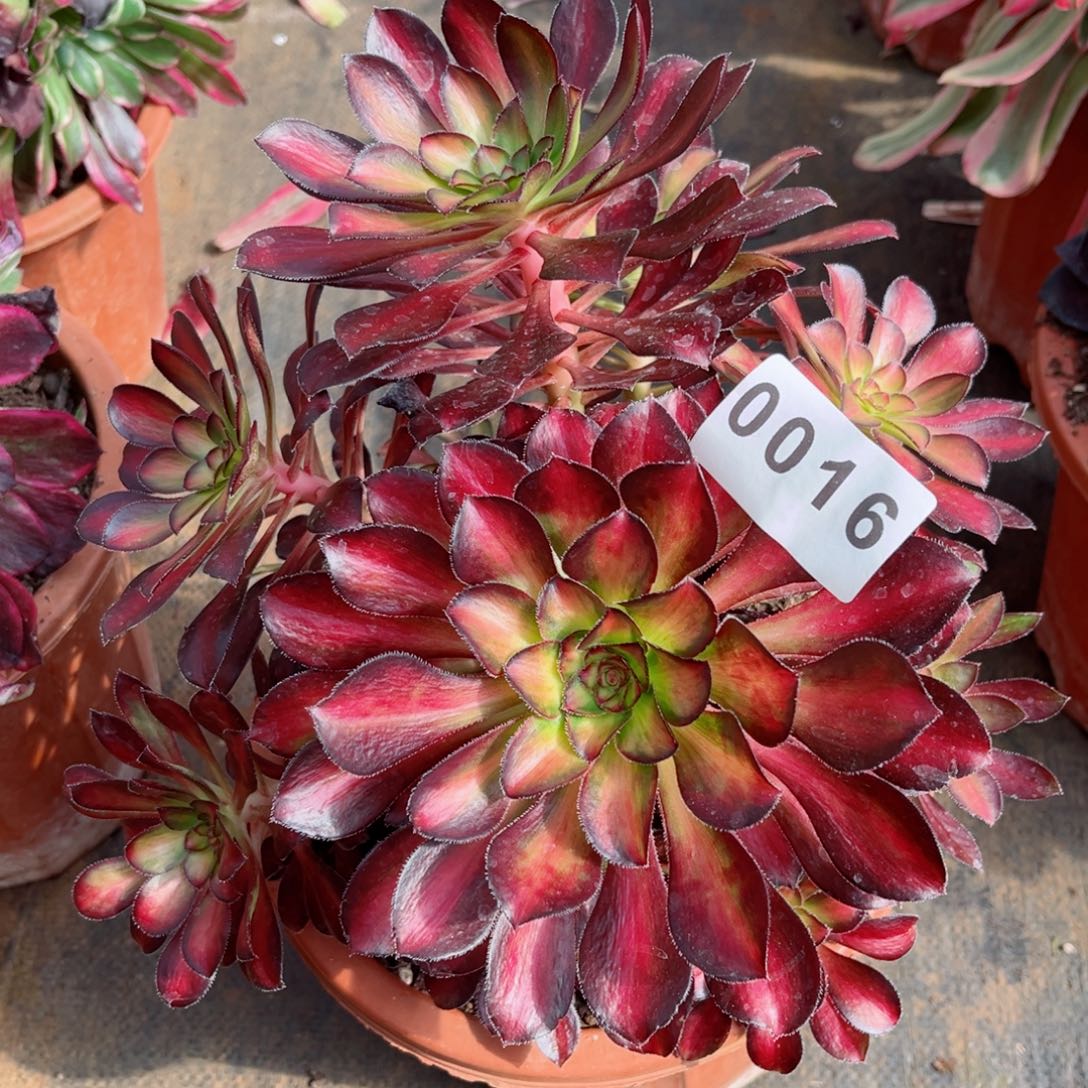 魅力锦多肉发货发货